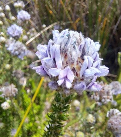 Aspalathus globulosa inflorescence